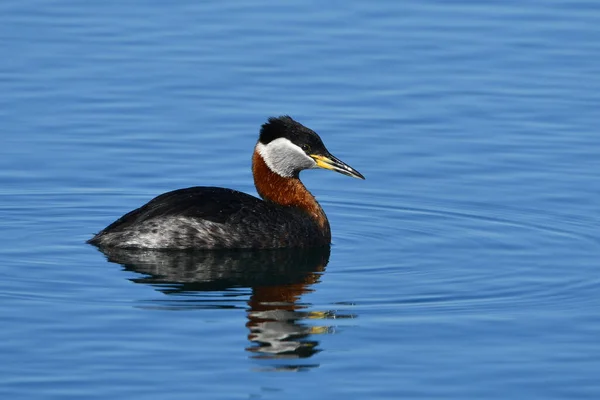 Wiosenna Scena Kaczki Grebe Wodzie — Zdjęcie stockowe