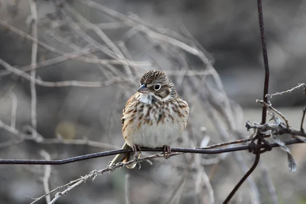 Country Scene Vesper Sparrow Perched Wire Fence — Photo