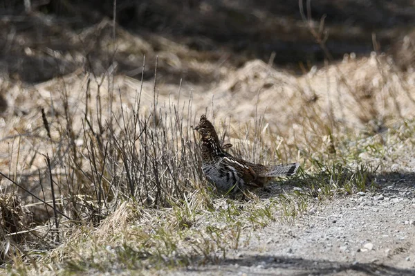 Ruffy Grouse Yol Kenarında Duruyor — Stok fotoğraf