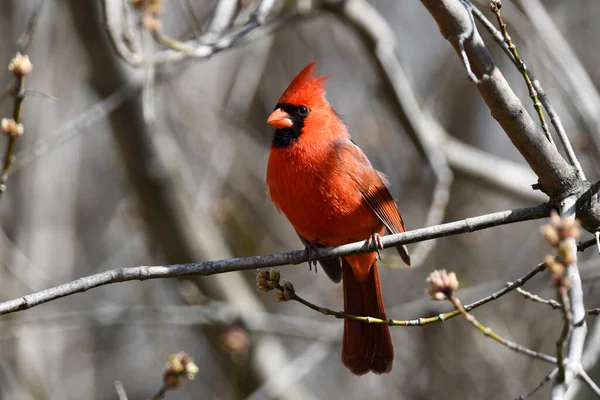 Erkek Kuzey Kardinali bir dala tünemiş.