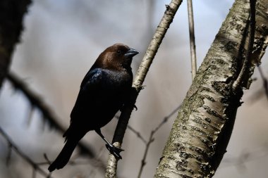 Erkek kovboy bir dala tünemiş oturuyor. 