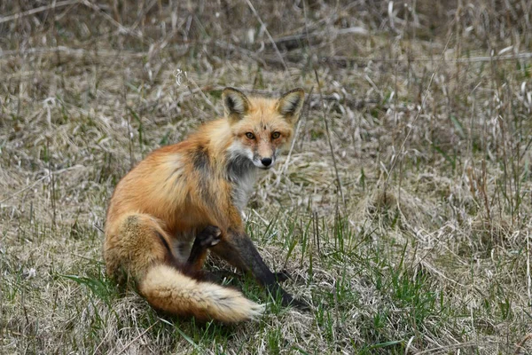 Red Fox Sits Scratching Agriculture Field — Stockfoto