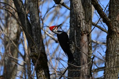 Erkek Yığılmış Ağaçkakan bir ağaca tünemiş oturuyor