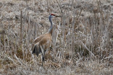 Kuzeye göç ederken dinlenmek için çayırda duran bir kum tepesi vincinin bahar sahnesi. 