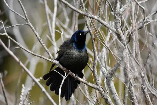 Grackle Commun Perché Dans Arbre — Photo