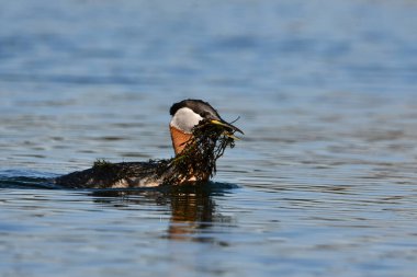 Kızıl boyunlu ördek göl boyunca yuva malzemesi taşıyor.