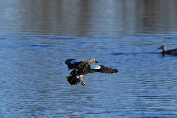 Male Blue-winged Teal duck lands on water showing his blue and teal colored feathers