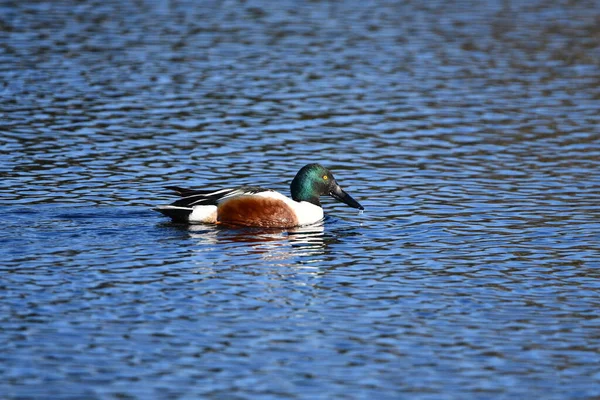 Bunte Männliche Nördliche Schaufelente Auf See — Stockfoto