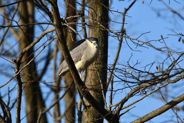 Yetişkin Siyah Taç Giymiş Gece Balıkçıl ağaçta tünemiş duruyor
