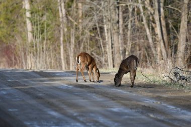 İki beyaz kuyruklu geyik köy yolundaki su birikintilerinden su içiyor.