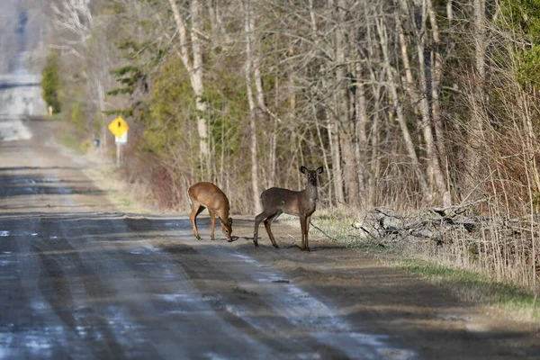Deux Cerfs Virginie Tiennent Debout Long Chemin Terre Buvant Dans — Photo