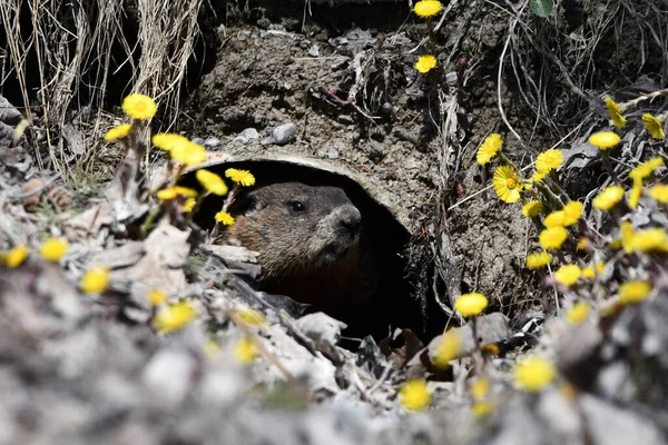 Groundhog Hides Road Culvert — Stock Photo, Image