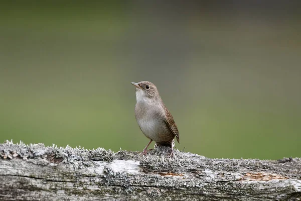 House Wren Sits Perched Old Cedar Fences — Foto Stock
