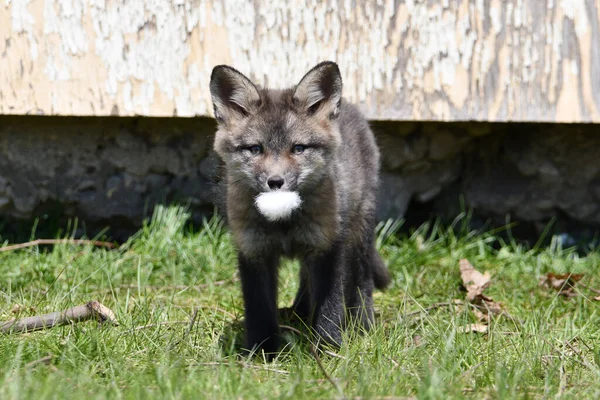 Baby Silver Fox Cub Plays Rabbit Tail Its Den Abandoned — Foto Stock