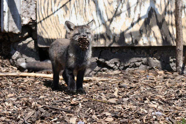 Petit Renard Argenté Joue Avec Cône Pin Extérieur Tanière Sous — Photo