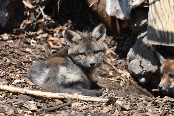 Baby Silver Fox Cub Looks Laying Opening Its Den Abandoned — Stockfoto