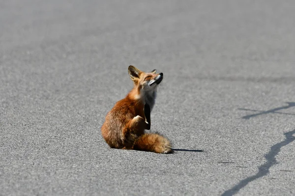 Urban Wildlife Fotografie Červené Lišky Sedící Uprostřed Silnice Škrábání — Stock fotografie