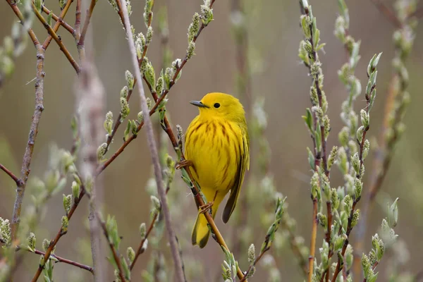 Yellow Warbler Perched Bush — Stockfoto