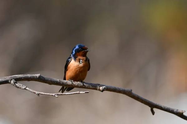 Barn Swallow Perched Branch — Stockfoto