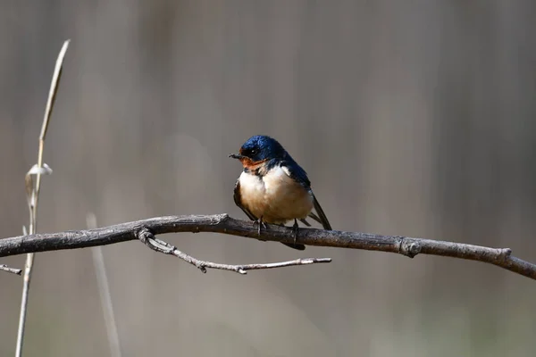 Barn Swallow Perched Branch — Stockfoto