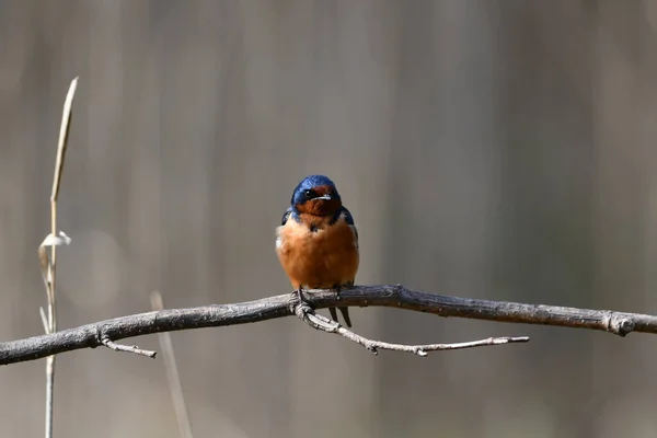 Barn Swallow Perched Branch — стокове фото