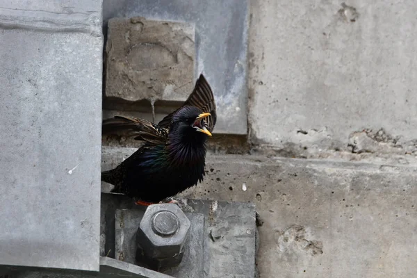 European Starling Perched Side Concrete Bridge Calling Wings Flapping — Stockfoto