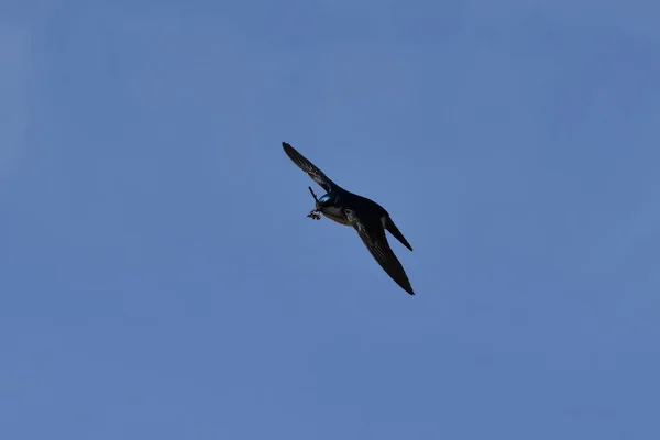 Tree Swallow Flight Wings Spread Carrying Nesting Material — Foto de Stock