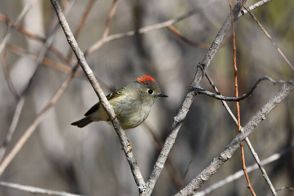 Ruby Crowned Kinglet bird perched on a branch