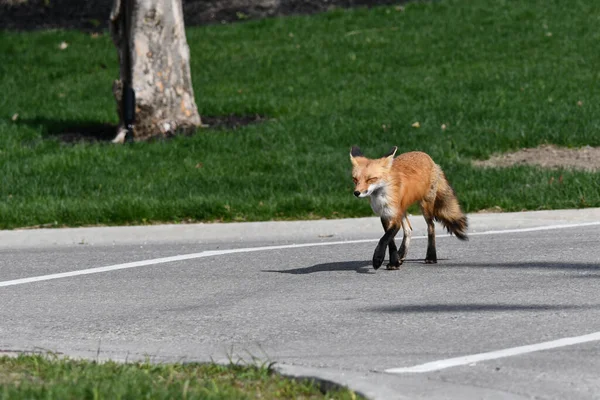 Red Fox Trots Paved Road Crossing Side Street Using Marked — 스톡 사진