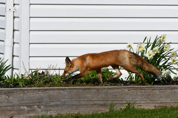 Red Fox Trots Através Jardim Flores Cama Levantada Bairro Residencial — Fotografia de Stock