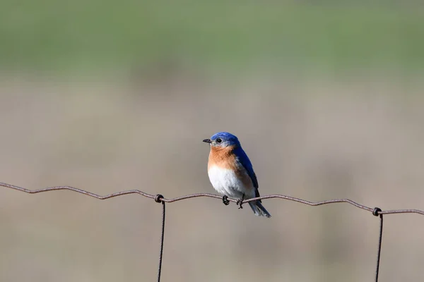 东方蓝鸟栖息在铁丝网围栏上的乡村场景 — 图库照片