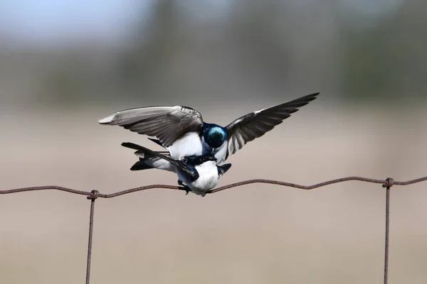 Landelijk Tafereel Van Twee Boomzwaluwen Paring — Stockfoto