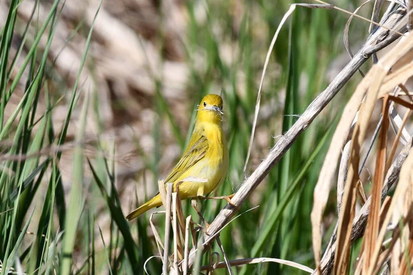 Female Yellow Warbler Carries Nesting Material Her Beak — Stock Photo, Image