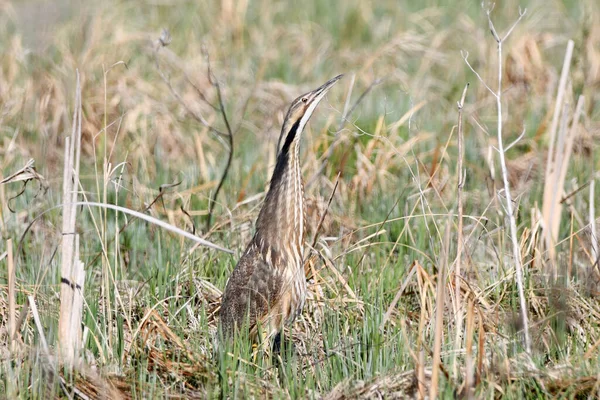 American Bittern Bird Standing Marsh Stretched Neck — Stock Photo, Image