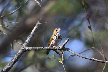 Ovenbird bir dala tünemiş.