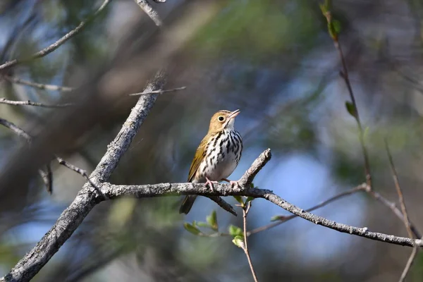 Ovenbird bir dala tünemiş.