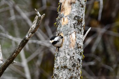 Siyah başlıklı piliç ölü bir ağaçta yuva yapıyor.