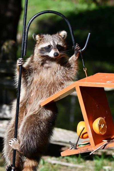 Lustiger Waschbär Sieht Sich Wie Futter Von Vogelfütterern Stiehlt — Stockfoto