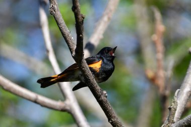 Erkek Amerikalı Redstart Warbler ormanda şarkı söylüyor
