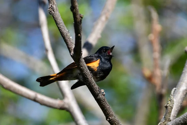 Erkek Amerikalı Redstart Warbler Ormanda Şarkı Söylüyor — Stok fotoğraf