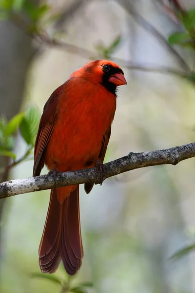 Gros Plan Cardinal Nordique Mâle — Photo