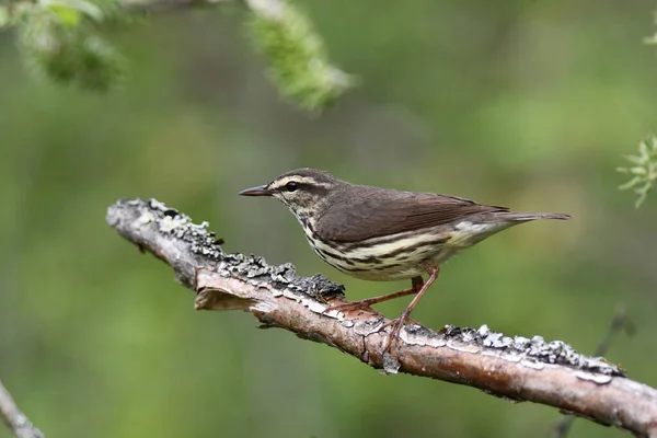 Nordvatten Thrush Fågel Uppflugen Gren — Stockfoto