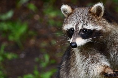 Komik rakun kuş yemliğinden beslenirken etrafına bakıyor.