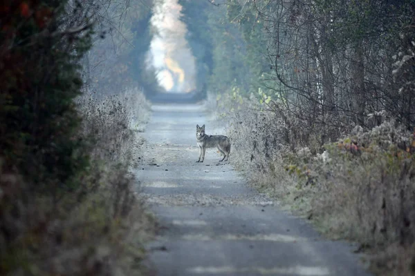 清晨薄雾中 土狼走在森林里的远足小径上 — 图库照片