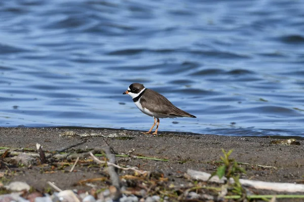 Pluvier Semipalmé Debout Sur Rive Lac Ontario — Photo