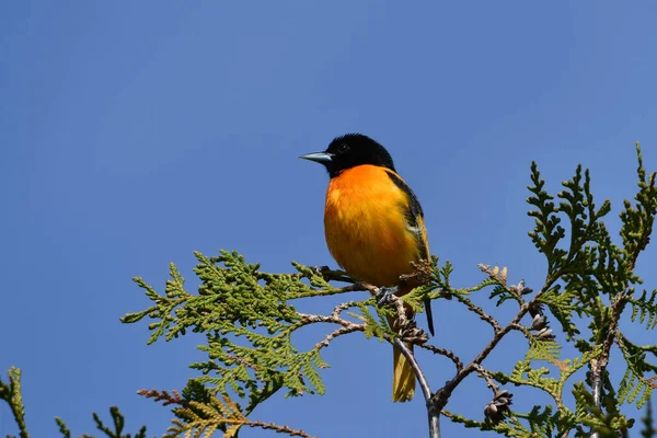 Kolorowy Baltimore Oriole Samiec Ptak — Zdjęcie stockowe