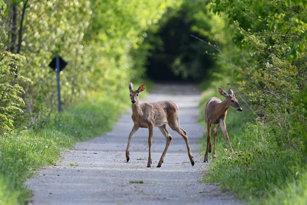 A buck and doe walking along the Trans Canada hiking trail