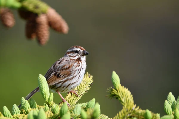 Song Sparrow Usiadł Choince — Zdjęcie stockowe