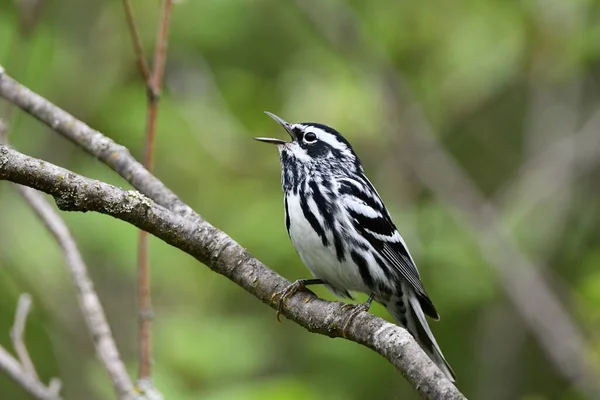 Black White Warbler Bird Perched Branch Singing — Stock Photo, Image