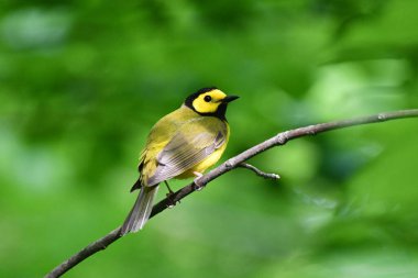 Hooded warbler sits perched on a branch in the forest clipart